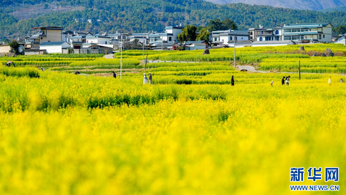 游客漫步油菜花田间（2月20日摄）。新华网发（黄申源 摄）
