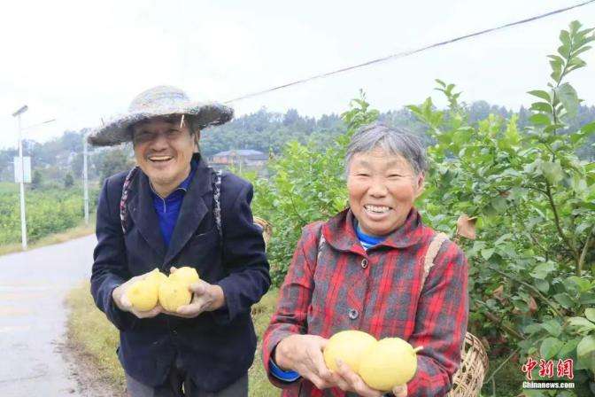　　村民喜获柠檬丰收。潘政吉 摄