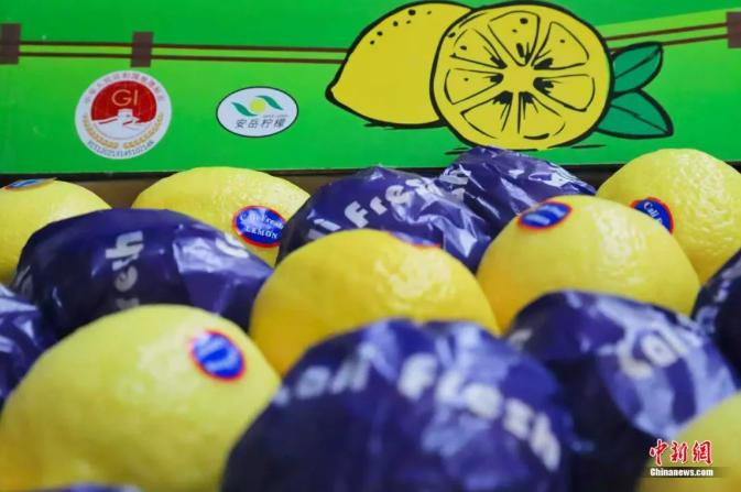 　　即将出口的安岳柠檬。潘政吉 摄