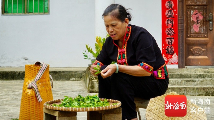 王菊茹在处理刚刚采摘回来的茶青。记者 余育桑 摄