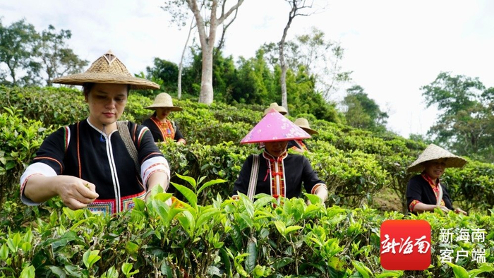 毛纳村的村民在茶园里采茶。记者 余育桑 摄