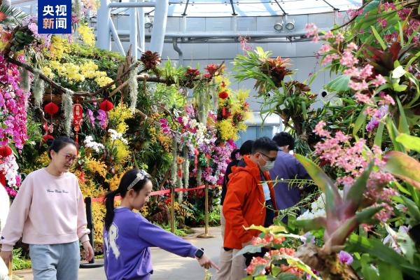 △国家植物园第四届兰花展花品丰富、春意盎然