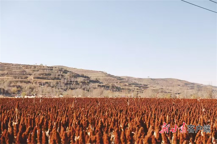 酒厂在静宁当地种植的高粱。（资料图）
