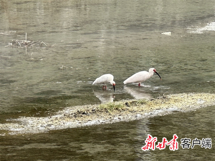 朱鹮现身于康县云台河畔。新甘肃·甘肃日报通讯员 李平摄
