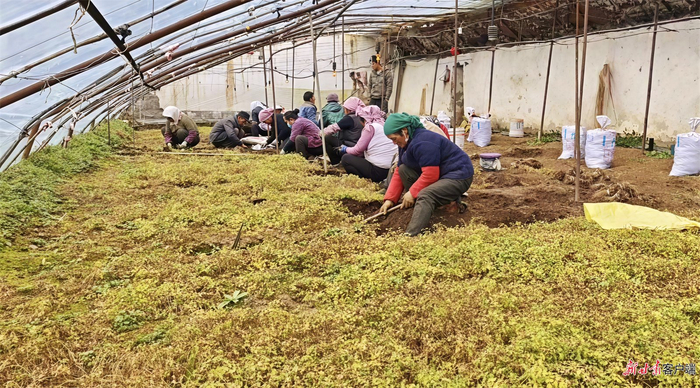 宕昌韩院乡种植大棚里，村民正在忙碌。新甘肃·甘肃日报通讯员 刘国庆摄