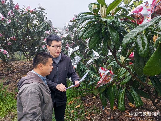 　　气象服务人员为种植户送上《枇杷专题农用天气预报》。李文敏摄影