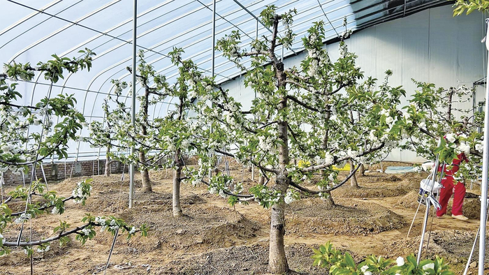 高楼镇樱桃设施大棚一角。 庆阳融媒记者 葛亚妮 摄