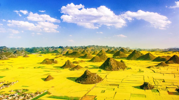 罗平万亩油菜花 图源：曲靖发布