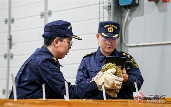 海关关员在磨憨铁路口岸对进口泰国榴莲进行监管查验