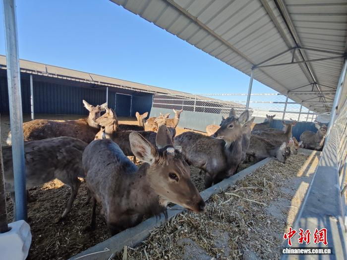 齐齐哈尔市梅里斯达斡尔族区达呼店镇阿拉达斡尔族村的梅花鹿养殖示范基地。赵明月 摄