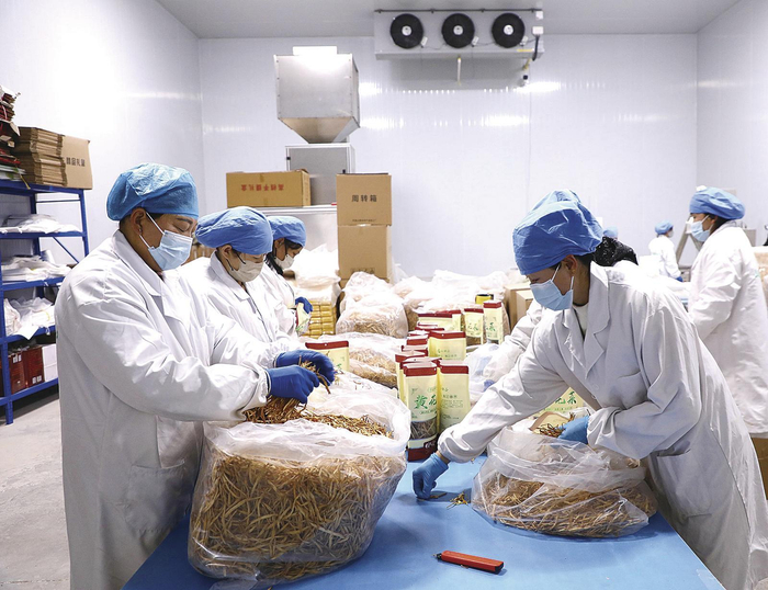 环县山城乡山联谷农产品加工厂包装车间内，工人们在分拣、包装黄花菜。 庆阳融媒记者 马蓉蓉 摄