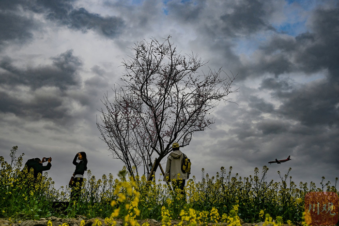 2026年2月26日，成都市双流区黄水镇的大片油菜花争相绽放，附近在此起降飞机和花海相映成趣，吸引不少人前来拍摄打卡。