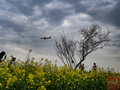 C视觉丨四川双流：油菜花海邂逅春日“繁花” 起落飞机上演现实版“开往春天的航班”