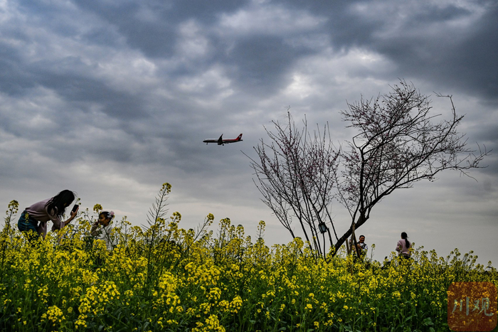 2026年2月26日，成都市双流区黄水镇的大片油菜花争相绽放，附近在此起降飞机和花海相映成趣，吸引不少人前来拍摄打卡。