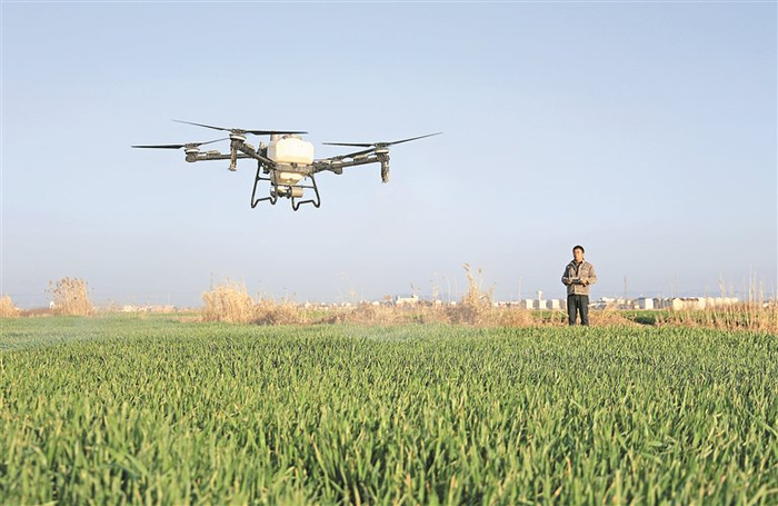 图为近日，在安徽省宿松县，安徽农垦华阳河农场组织开展小麦无人机田管作业。 图片来源：视觉中国