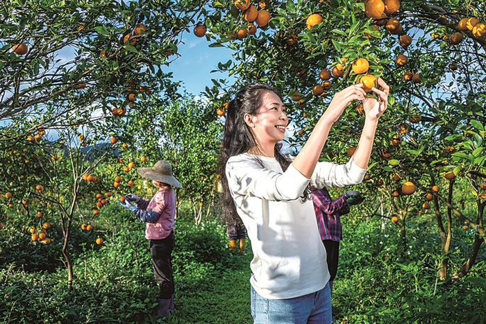 德庆贡柑成为村民增收致富的“黄金果”。资料图片