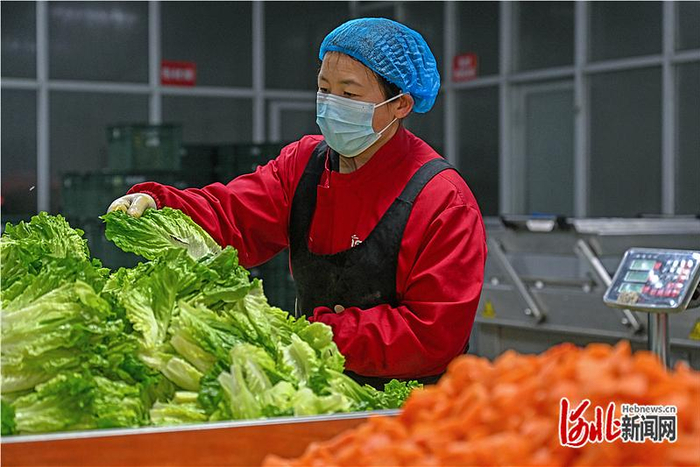 2月4日，河北农速源公司工人正在车间里加工净菜。 河北日报记者 张 昊摄