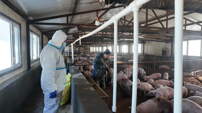 清理猪舍
