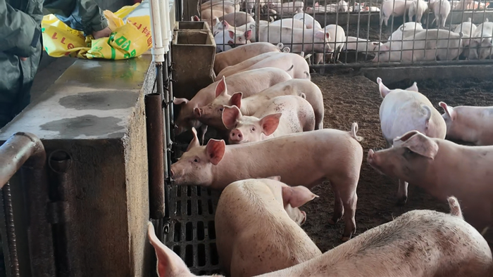生态猪健康生长