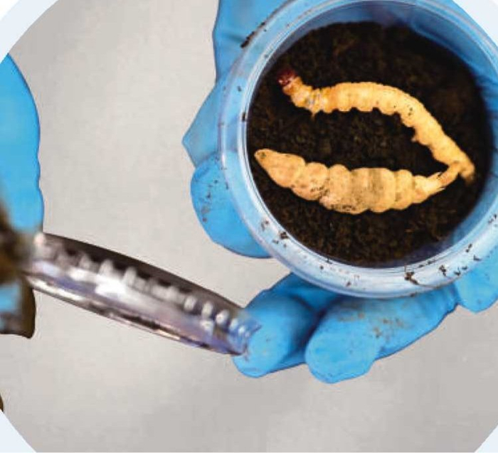 工作人员将冬虫夏草和它的食物放进培养皿。本报记者 徐旻昊 摄