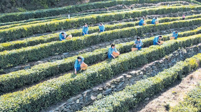 郧西县神雾岭茶场。图源：郧西县农业农村局