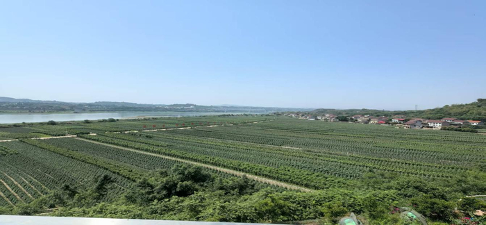 宜宾种植基地