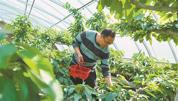     集贤县华平绿香园种植区的大棚里绿意盎然。