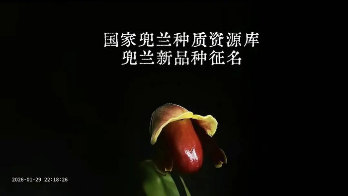 “炸糊的花生米戴黄帽”