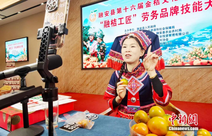 图为民众正在直播，线上推销融安金桔。谭凯兴 摄