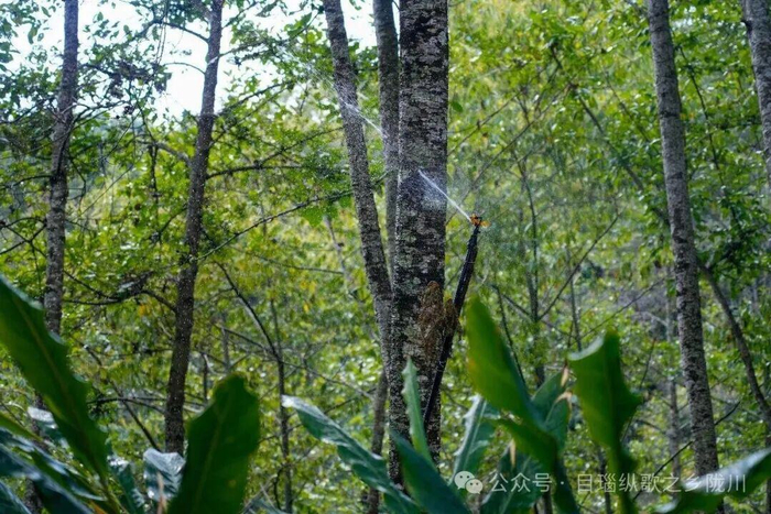 森林公园。图源陇川融媒