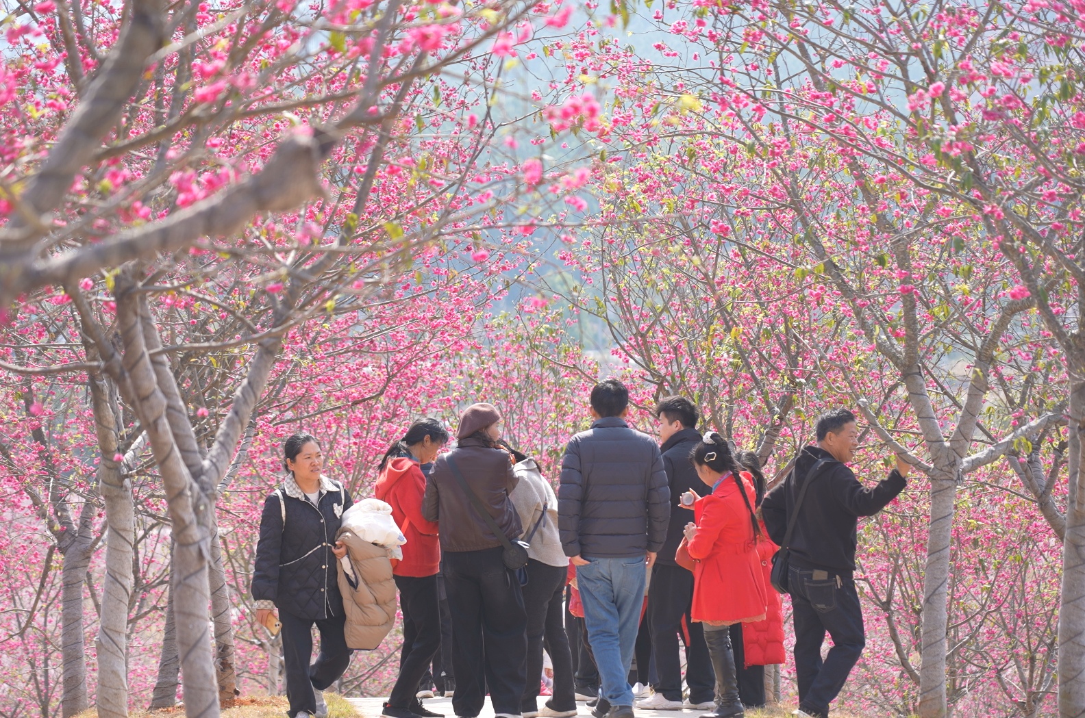 大桥镇五马寨樱花园吸引大量游客观光。（资料图片）