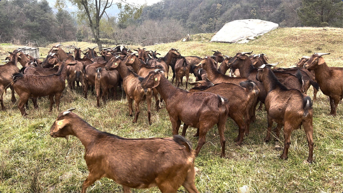 南江黄羊。