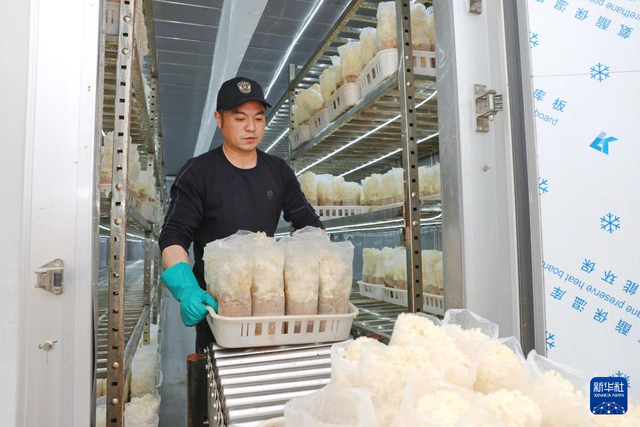 2月27日，河北省新河县众乐种植专业合作社工人在“5G智慧微工厂”采收绣球菌。 新华社记者 朱旭东 摄