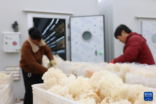 2月27日，河北省新河县众乐种植专业合作社工人在分拣包装绣球菌。 新华社记者 朱旭东 摄