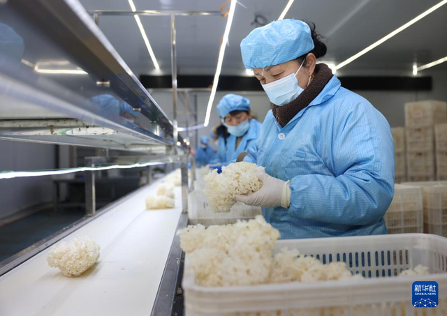 2月27日，河北省新河县众乐种植专业合作社工人在加工车间分拣绣球菌。 新华社记者 朱旭东 摄