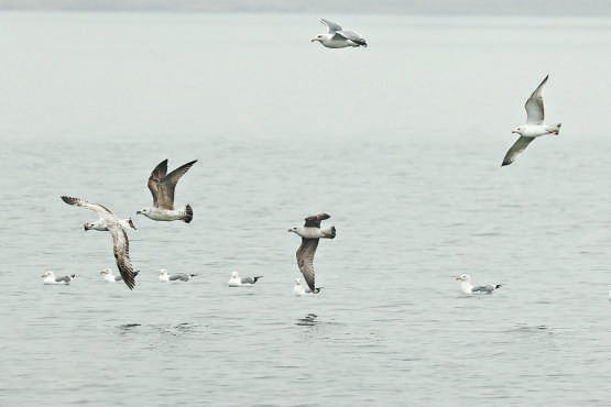 北运河畔，北迁的银鸥在碧波上飞翔。 本报记者 白继开 摄