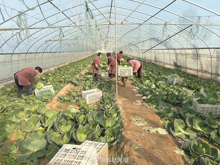 ​净菜装箱。 张琪 摄