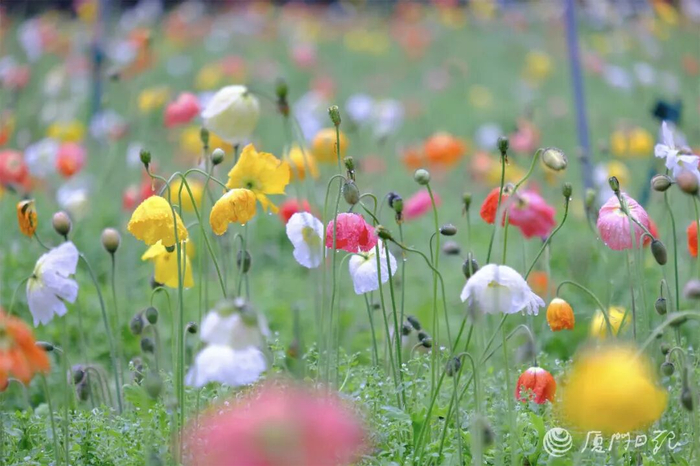 厦门日报拍客 静心  摄