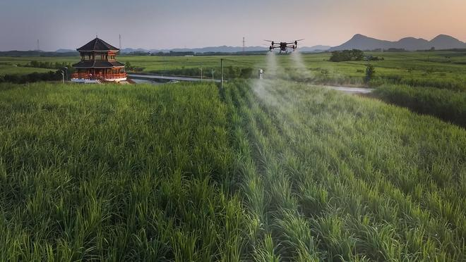 　　植保无人机在来宾市国家现代农业产业园黄安优质“双高”糖料蔗基地进行飞防作业（2025年7月摄）。（受访单位供图）