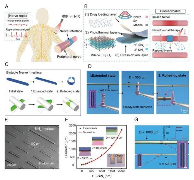 （来源：https://www.pnas.org/doi/10.1073/pnas.2521817123）