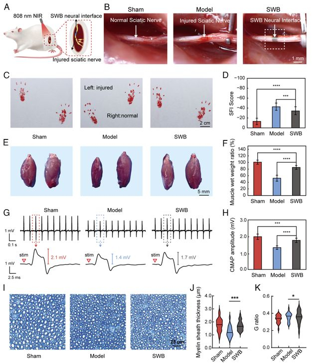 （来源：https://www.pnas.org/doi/10.1073/pnas.2521817123）