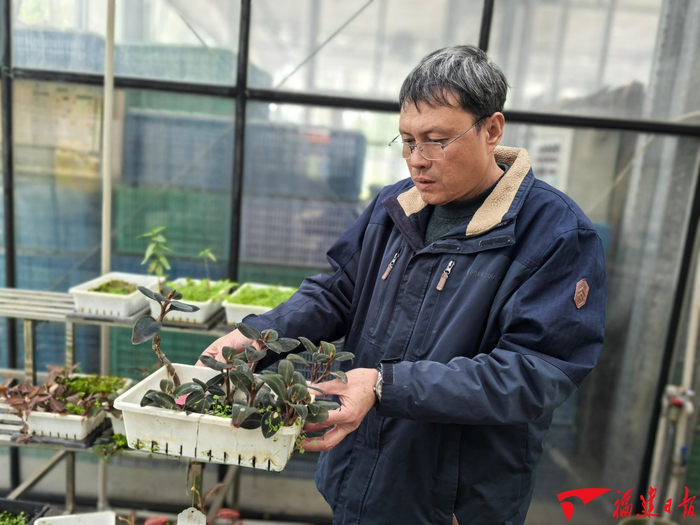 陈碧华在温室大棚察看人工繁育的血叶兰长势。福建日报记者 张辉 摄
