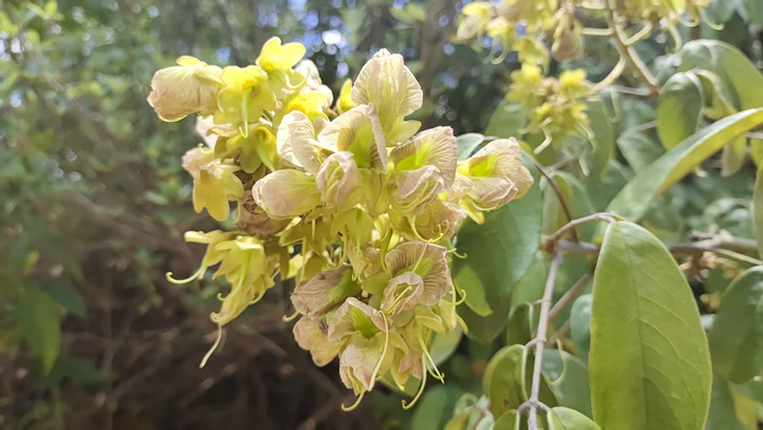 花榈木（资料图片）