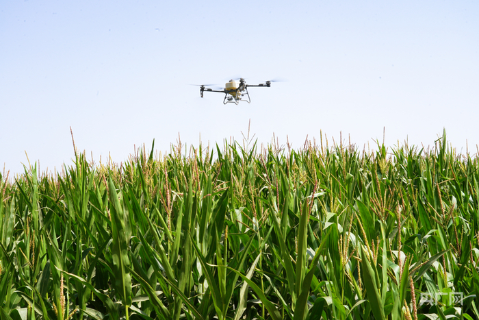 科技赋能助力玉米种植增产增收  （央广网发  合米提江·吐尔洪  摄）