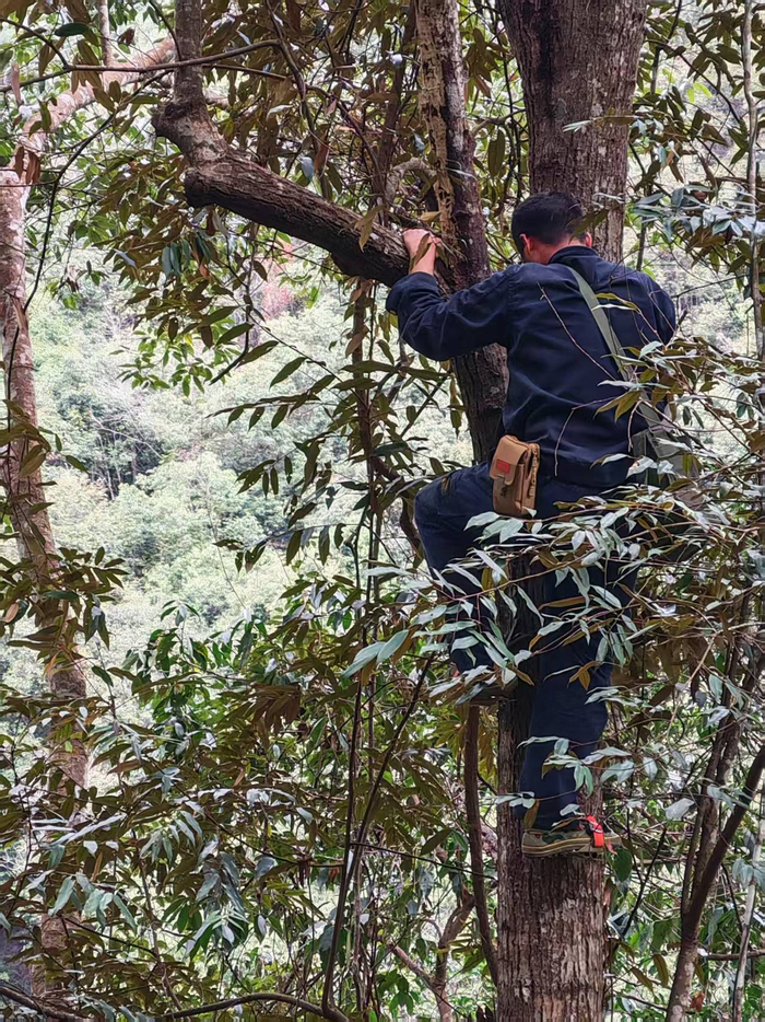 科研人员将人工培育的多花兰移植回福建雄江黄楮林国家级自然保护区的大树上。（资料图片）