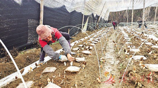 　　图为农民正在大棚里采收羊肚菌。