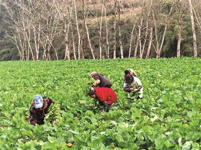 村民正在采摘油菜薹。高舒帆/摄
