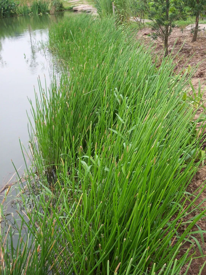 图片/杭州植物园