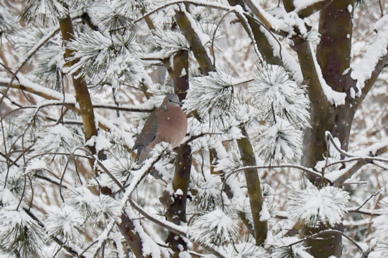 绿水园里展现出动人的冰雪画卷