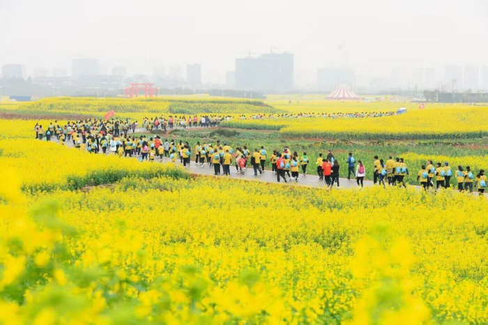 曲靖花海乐跑。云新闻资料图